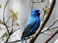 Indigo Bunting